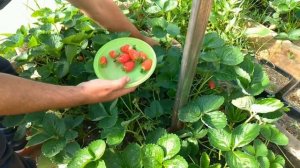 Клубника Крапо10 и Маригет обзор сортов, взвешиваем ягоду с первой волны