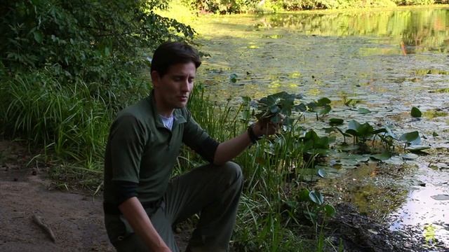 Чилим в московском парке. Удивительная находка водяного ореха. смотреть онлайн