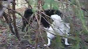 Работа лаек по кабану