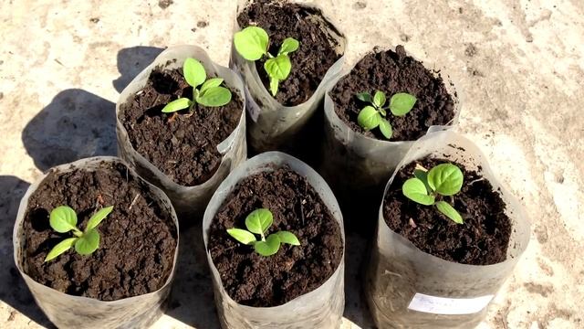 Хитрости выращивания здоровой рассады баклажан. Рассада баклажан. Как и когда смотреть онлайн