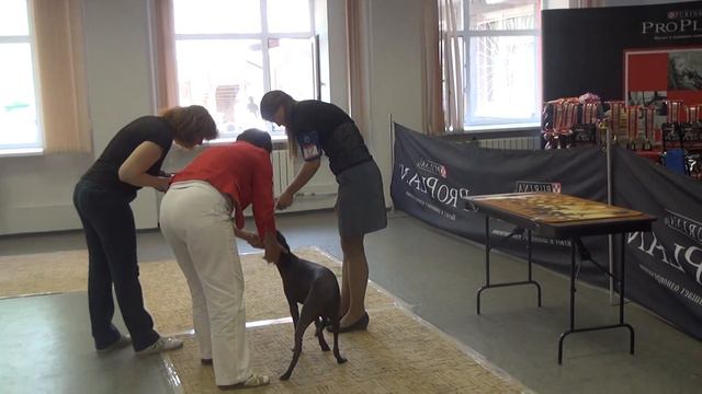 20130526144300 Xoloitzcuintli, Xoloitzcuintle, Xoloitzquintle,ксоло
