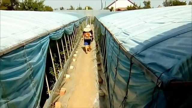 КАК ПРИТЕНИТЬ ПЛЕНКУ на теплице смотреть онлайн