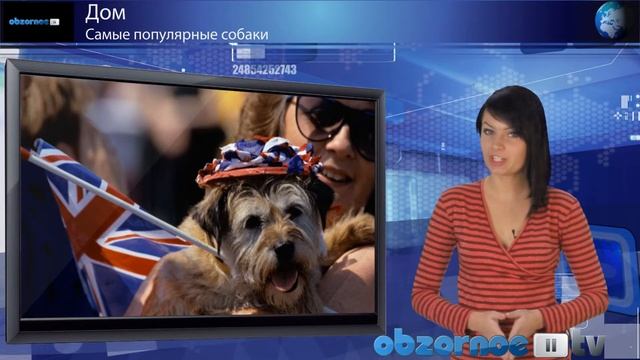 Самые популярные собаки смотреть онлайн