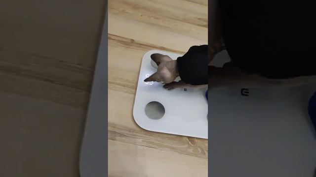 Встала на весы #кошка #сфинкс смотреть онлайн