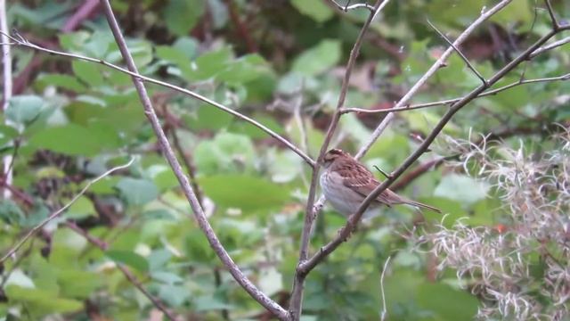 White-throated sparrow, Zonotrichia albicollis смотреть онлайн