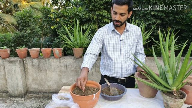 Aloe Vera II potting & repotting II এলোভেরার প্রতিস্থাপন II D. Gardening смотреть онлайн