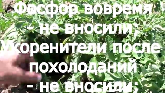 Арбуз - главные ошибки при выращивании. Значение корневой системы для арбуза. Похолодания и арбуз. смотреть онлайн