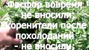 Арбуз - главные ошибки при выращивании. Значение корневой системы для арбуза. Похолодания и арбуз.