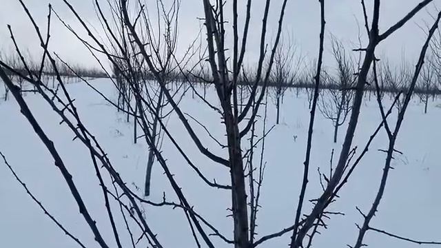 Обрезка сливы в саду. Сливовий сад смотреть онлайн