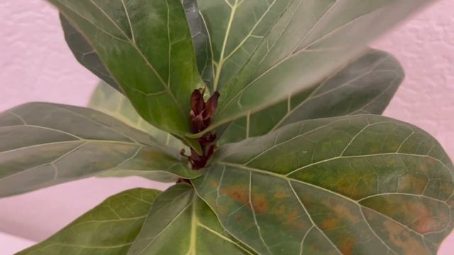 Мои растения в ноябре 2022 года ☘️ смотреть онлайн