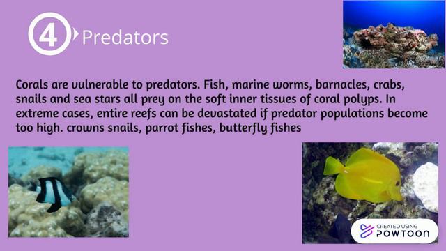 Oceanography SKEMA Coral Reef смотреть онлайн