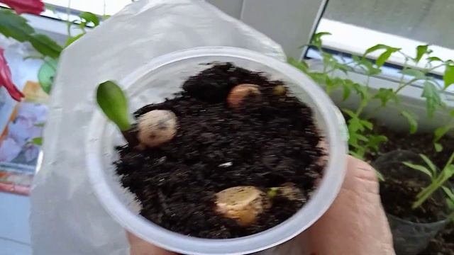 Сюрпризики на западном подоконнике! Цветение, всходы, посевы! 😃 смотреть онлайн