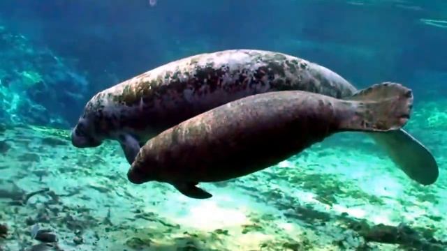 Ламнтины или морские коровы смотреть онлайн