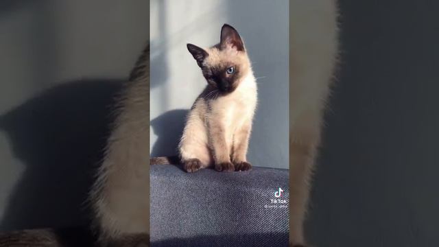 милашка стаф лайк если у тибЯ есть кошка 🌸🌸💞💞 смотреть онлайн