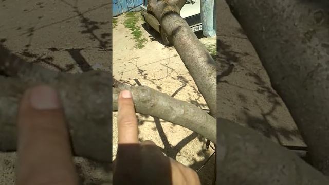 Весеняя прививка Груши на Яблоню смотреть онлайн