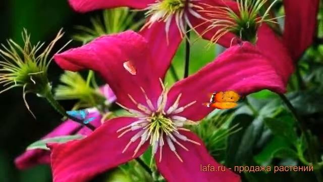 Клематис крупноцветковый Мадам Джулия Корревон ? обзор: как сажать, саженцы клематиса смотреть онлайн