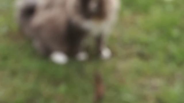 Ласка атакует кота смотреть онлайн
