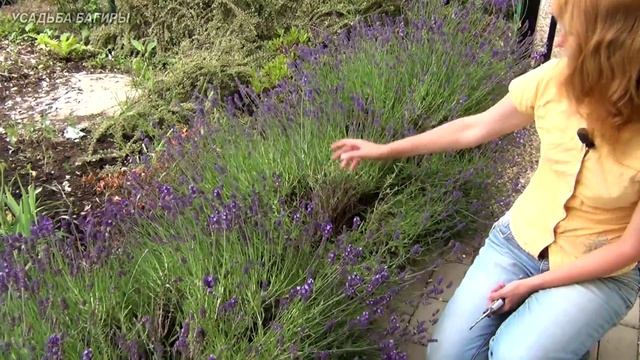 Цветение лаванды смотреть онлайн
