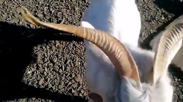 сажаем сад, пашем землю, утро в деревне, коза-дереза,1 ноября 2021 г. смотреть онлайн