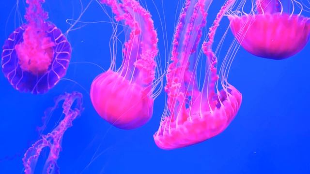 Хорошая Музыка для занятия йогой,медитации,и глубокого безмятежного сна! смотреть онлайн