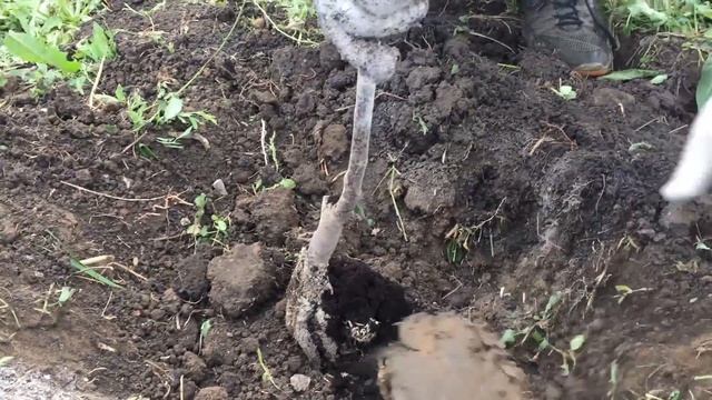 Как правильно посадить черешню или другое плодовое дерево, чтоб оно прижилось. Секреты садовода. смотреть онлайн