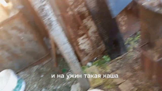 ОТКОРМ СВИНЕЙ НА САЛО. СВИНЬИ ХОРОШЕЙ ПОРОДЫ РАСТУТ КАК НА ДРОЖЖАХ? смотреть онлайн