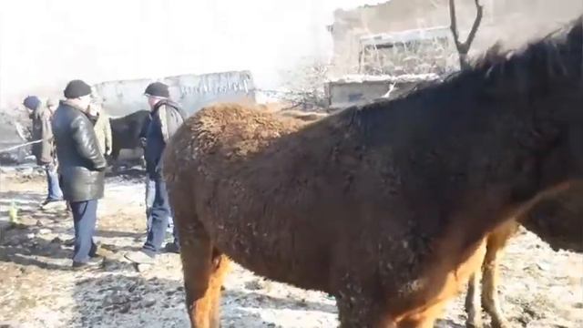 Мал базар.Чуй.