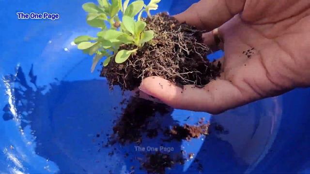 Grow 100+ Petunia Flowering Plant At Home