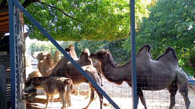 кишиневский зоопарк, верблюды. смотреть онлайн