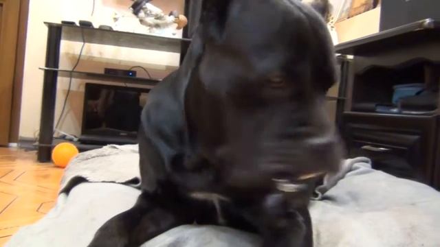 Собака Кане Корсо Деррек и его новая игрушка собачка. #canecorso смотреть онлайн