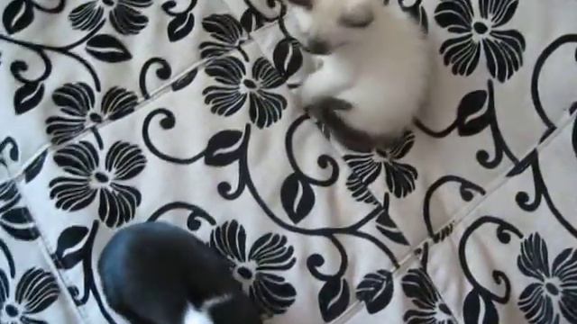 котёнок и морская свинка :3 смотреть онлайн