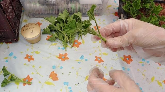 Черенкую королевскую пеларгонию. смотреть онлайн