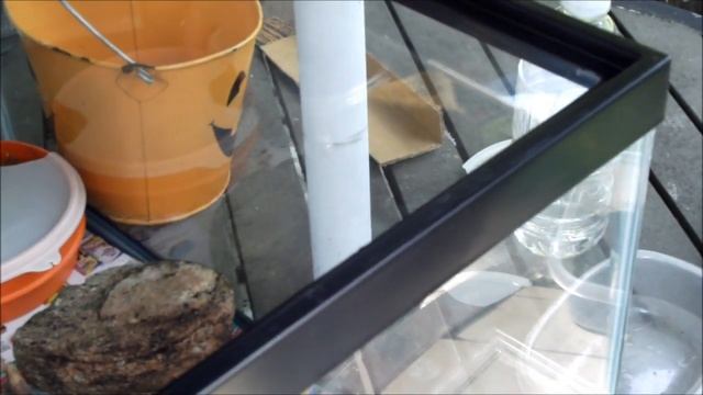 Frog terrarium - adding a quicksand bowl ! (with No Dead Frogs) смотреть онлайн