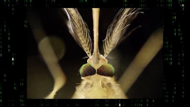 Все животные произошли от человека смотреть онлайн