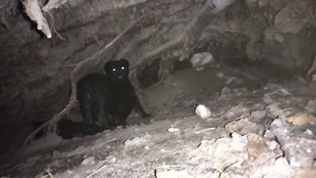 ЕЩЕ ЖИВЫЕ ЩЕНКИ ЛЕЖАТ НА МЕРТВОМ БРАТИКЕ....ПОМОГИТЕ СПАСТИ СМЕРТНИКОВ😐 смотреть онлайн