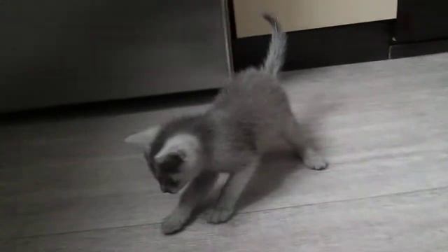 кошечка Пуся редкого окраса карпати смотреть онлайн