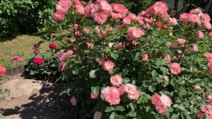 Роза Jacky's Favorite