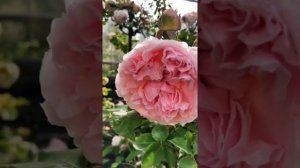 Роза Миранда,Rosa Miranda,Остин,Великобритания,2005#англискиерозы ##розыостина