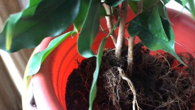 Фикус Бенджамина: первая обрезка, пересадка, формирование кроны. смотреть онлайн