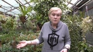 Бегонии декоративно-лиственные.