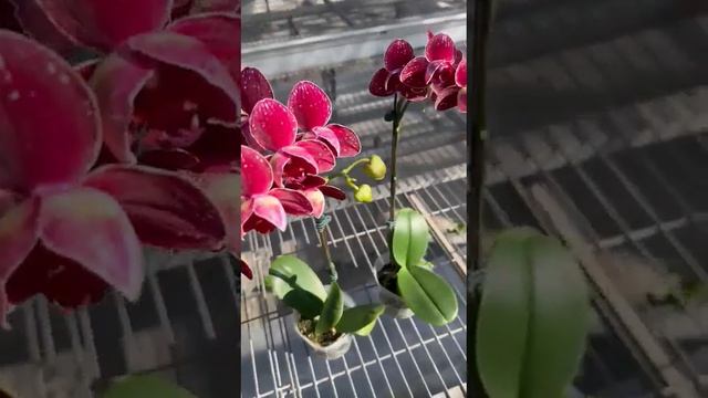 Phal. I-Hsin Cherry Bomb peloric цветущие смотреть онлайн