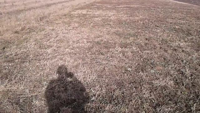 Как подсеять клевер, люцерну, козлятник к уже растущему. Экономия семян. смотреть онлайн