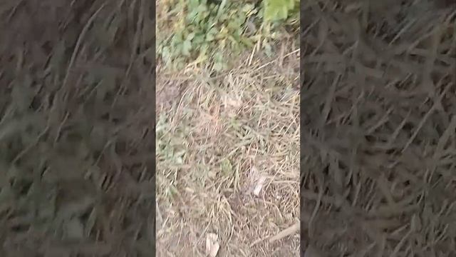 обзор на мой велосипед горный дачный выпуск % 2 смотреть онлайн
