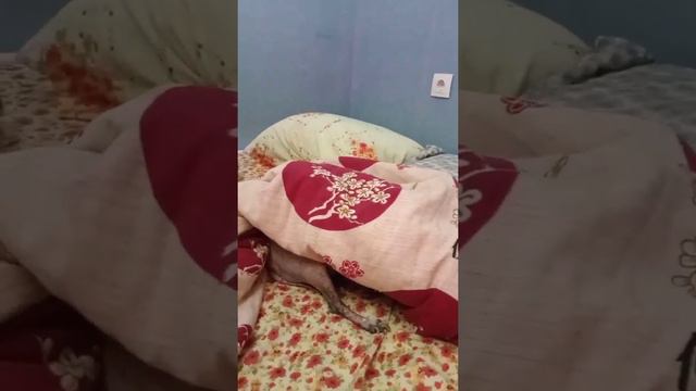 Вот так они засыпают. Собачки ксоло. смотреть онлайн