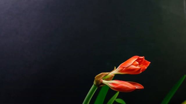 Cyrtanthus elatus (Scarborough Lily) - 3 ½ Day Time Lapse смотреть онлайн