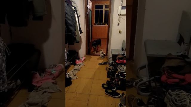 Когда собака боится кошки смотреть онлайн