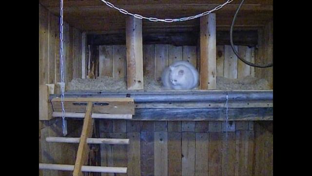 Великий Устюг. Усадьба Арлазорова. Кошка наседка. смотреть онлайн