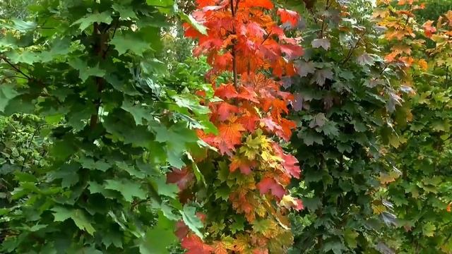 Станислав Крайниковский - Полёт с осенними листьями смотреть онлайн