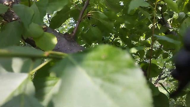 Летняя коррекция абрикоса , после восстановления от монилиоза. смотреть онлайн