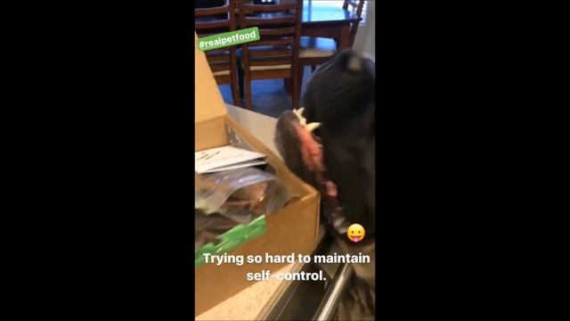 Real Dog Box Unboxing | Not Sponsored | See How My Dogs React To These Dog Treats and Chews смотреть онлайн